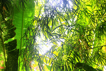 tropical greenery leaves abstract background jungle nature rainforest