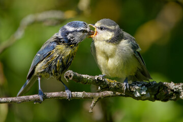 A blue tit feeds her offspring