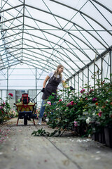 Fototapeta na wymiar Female gardener in apron working with roses water them in the greenhouse.