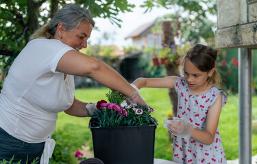 girl and her grandma collaborate in the garden, tending to the delicate blooms. With gentle hands, they transplant flowers, bringing vibrant colors to their garden while fostering 