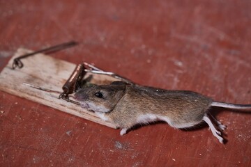 Mouse in a trap caught
