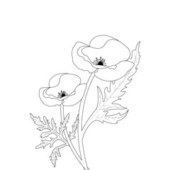 Floral Template With Black Line Art Poppy Flower Coloring Page