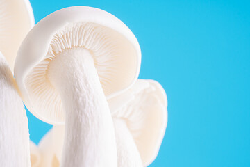 Fototapeta na wymiar White beech mushrooms or Shimeji mushroom on a blue background with copy space. Fresh uncooked bunapi white shimeji edible mushrooms
