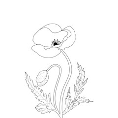 Poppy Flower Coloring page For Adults