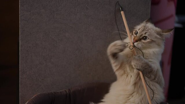 Fluffy playful cat biting stick with thread in slow motion. Portrait of furry fawn adorable pet playing with toy at home indoors