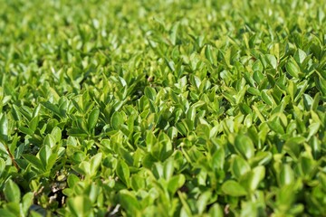 Fototapeta premium Green leaves texture background taken from above. top view of foliage background.