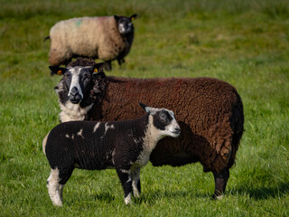 Fototapeta premium ewe and lamb