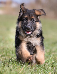 German Shepherd