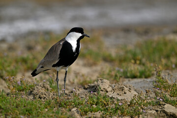 Spornkiebitz // Spur-winged lapwing (Vanellus spinosus) - Axios-Delta, Greece