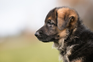German Shepherd