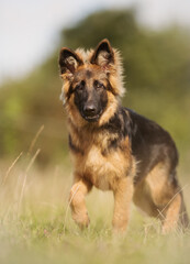 German Shepherd