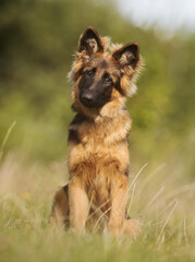 German Shepherd
