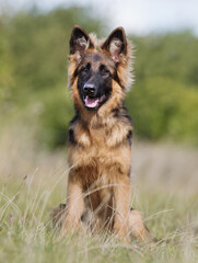 German Shepherd