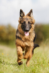 German Shepherd