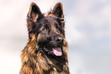 German Shepherd