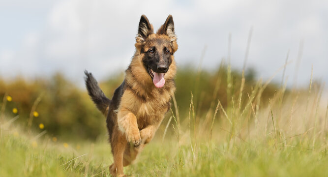 German Shepherd