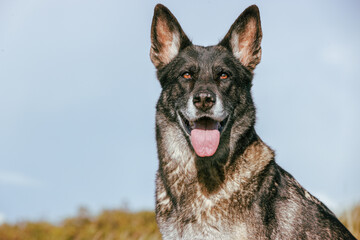 German Shepherd