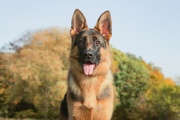 German Shepherd