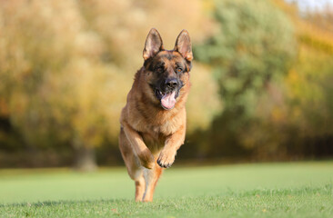 German Shepherd