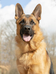 German Shepherd