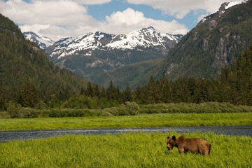 Khutzeymateen Grizzly Bear Sanctuary (Ursus arctos horribilis)