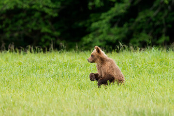 Fototapeta premium Khutzeymateen Grizzly Bear Sanctuary (Ursus arctos horribilis)