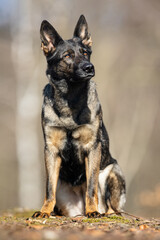 German Shepherd