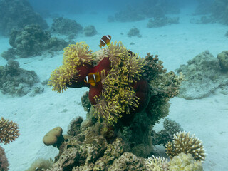 Clownfish in the sea anemone at the bottom of the Red sea in Egypt, travel concept