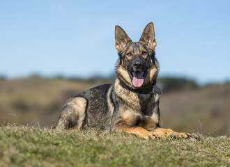 German Shepherd
