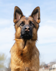 German Shepherd