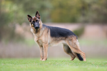 German Shepherd