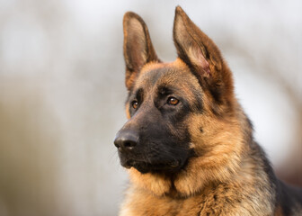 German Shepherd