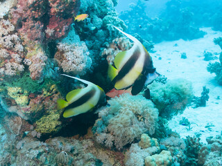 Fototapeta na wymiar Butterflyfish or Chaetodon semilarvatus at the bottom of the Red sea in Egypt, travel concept