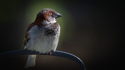 House sparrow