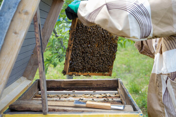 The beekeeper lays frames with honeycombs