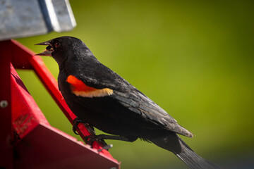 red winged blackbird