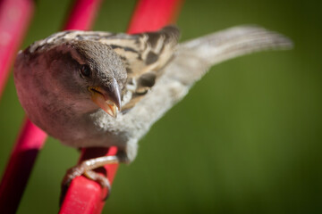 House sparrow at feeder