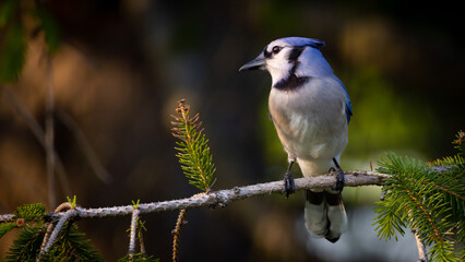 Blue Jay