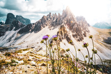 Impressive view on Monte Paterno with flowers in the foreground in the afternoon. Tre Cime,...