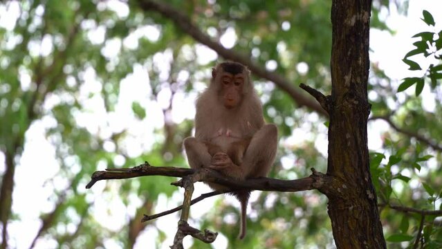Wild female southern pig tailed macaque, macaca nemestrina, spotted siting on the tree branch with crossed legs, scratching its butt and wondering around its surrounding environment, close up shot.
