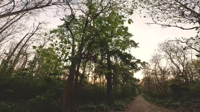 POV of gypsy safari in a dense forest during sunset time in forests of Rajaji National park of terai region in Himalayas India