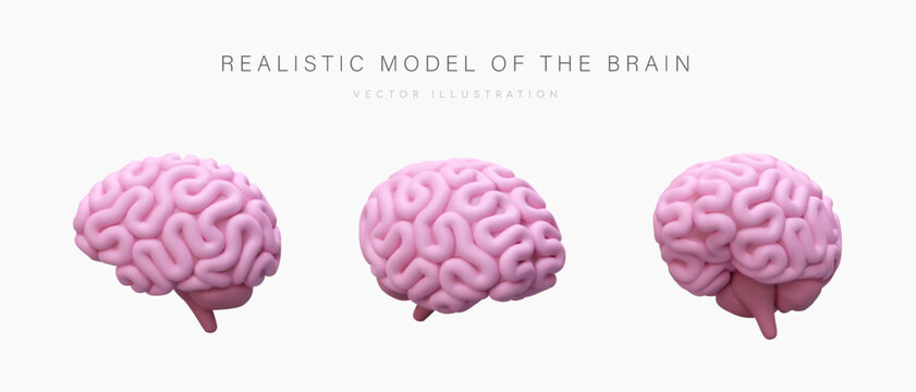 Realistic model of human brain. Pink cerebrum, view from different sides. Illustration in cartoon style. Vector concept for training, medical resources