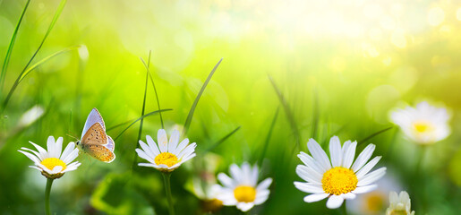 Beautiful field meadow flowers chamomile in morning sunny meadow, nature landscape, close-up macro. Wide format Banner, copy space. - obrazy, fototapety, plakaty