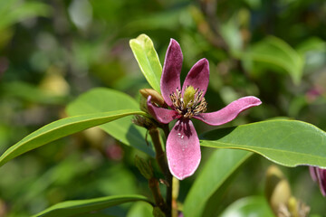 アカバナオガタマ