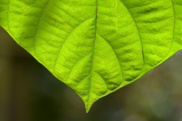葉模様　自然の造形