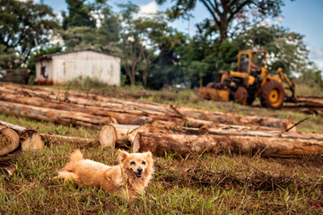 A light brown puppy dog is peacefully resting on the grass, with a tractor visible in the...