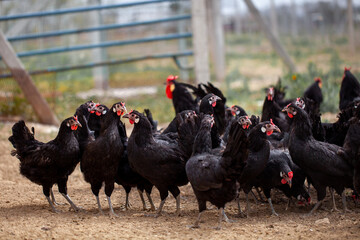 A flock of free-range layer hens are grazing on the ground. The Black layer hens feed on pasture for organic egg production