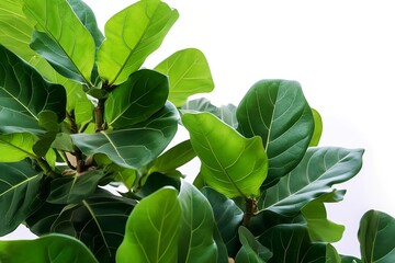 Animated green leaves (Ficus Lyrata) isolated on white background, generated with Generative AI