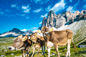 Three cows socializing on alpine meadow with scenic view on Tre Cime in the evening. Tre Cime,...