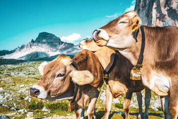 Three cows socializing on alpine meadow with scenic view on Tre Cime in the evening. Tre Cime,...